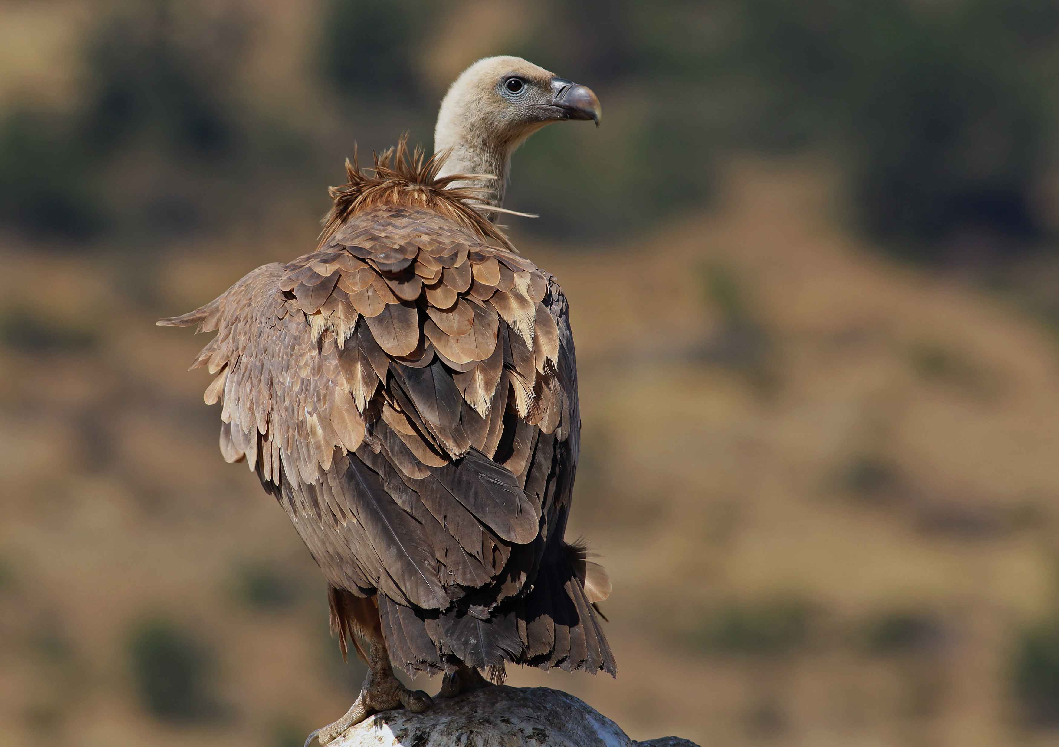 Eurasian Griffon